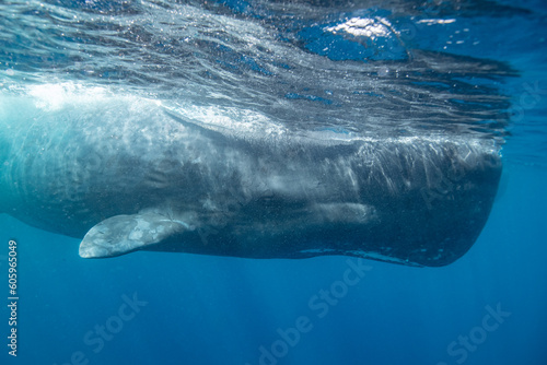 Sperm whale