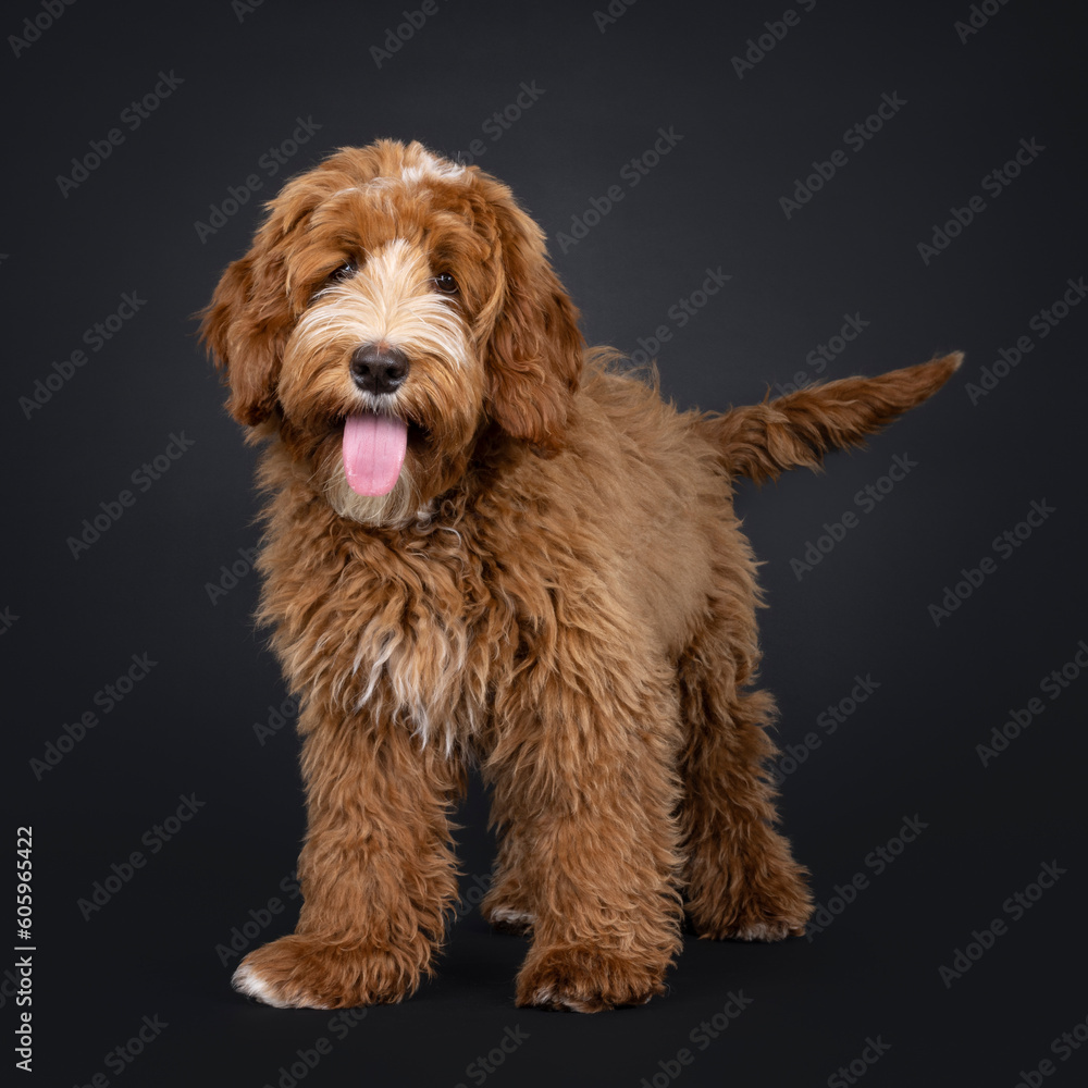 Cute red with white male Labradoodle dog, standing up facing front. Looking towards camera. Tongue out panting. Isolated on a black background.
