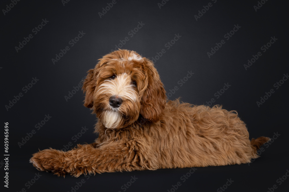 Cute red with white male Labradoodle dog, laying down side ways. Looking towards camera with cute head tilt. Isolated on a black background.