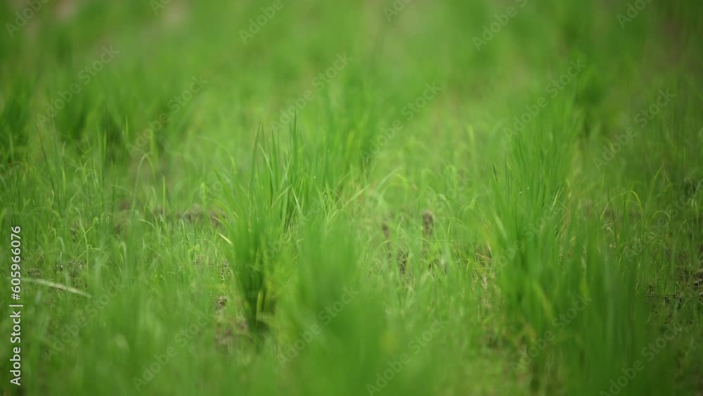 The rice plants growing in paddy fields, rough green textured rice leaves growing on the ground.
The rice plants growing in paddy fields, rough green textured rice leaves growing on the ground.