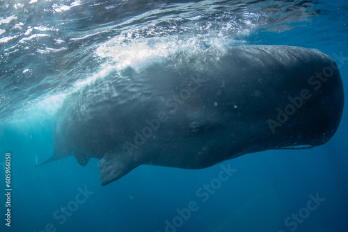 Sperm whale