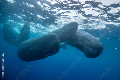 Sperm whale