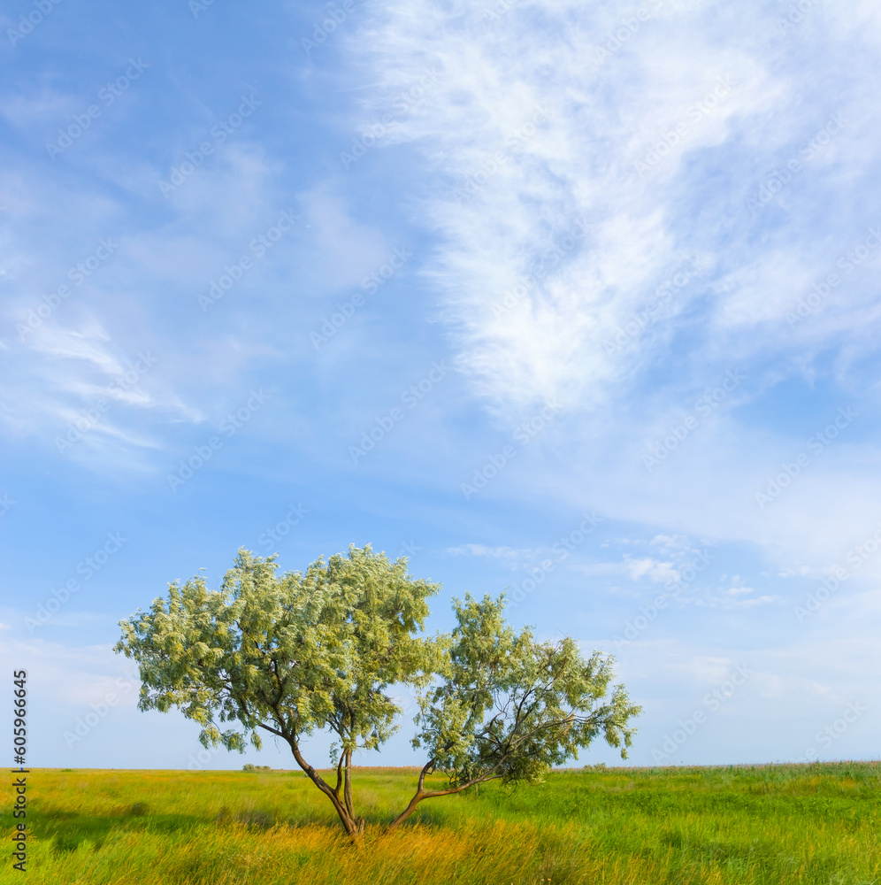 alone tree among green prairies, beautiful summer natural scene