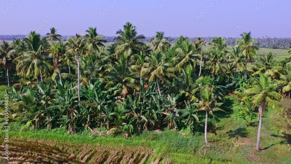 A rural house hidden by banana trees and coconut trees , Aerial view in front of the House, A house made of mud A rural house hidden by banana trees and coconut trees , Aerial view in front of the House, A house made of mud
