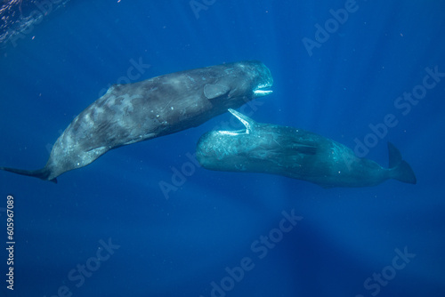 Sperm whale © Stanislav
