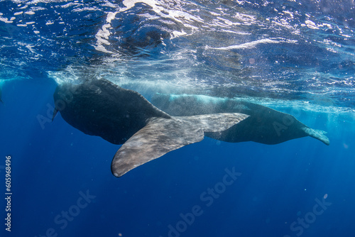 Sperm whale
