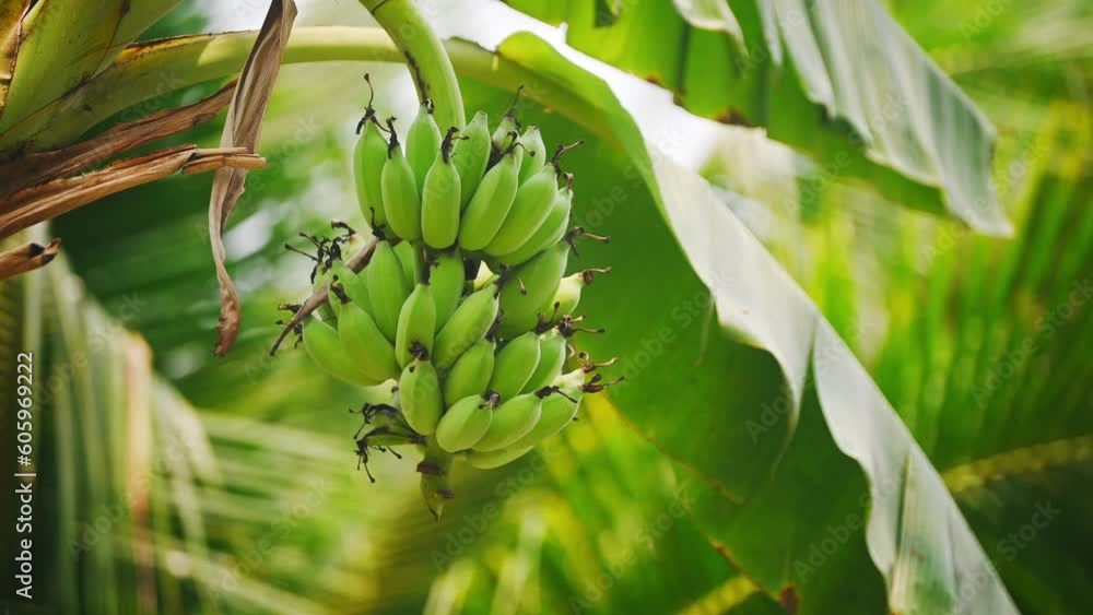custom made wallpaper toronto digitalThe tropical banana tree leaves swaying in the breeze with patterns forming from their shape and the way sunlight and shadow is falling on the banana.