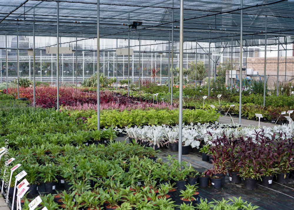Organic greenhouse farm.Greenhouse for growing seedlings of plants. Flowering plants in a flower nursery. Plants.
