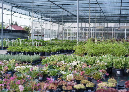 Organic greenhouse farm.Greenhouse for growing seedlings of plants. Flowering plants in a flower nursery. Plants. © Julia