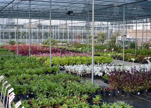 Organic greenhouse farm.Greenhouse for growing seedlings of plants. Flowering plants in a flower nursery. Plants.