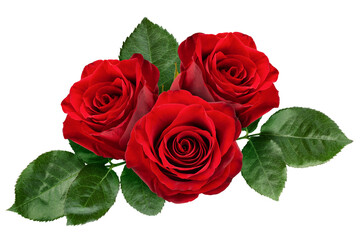 Rose isolated on white background, full depth of field