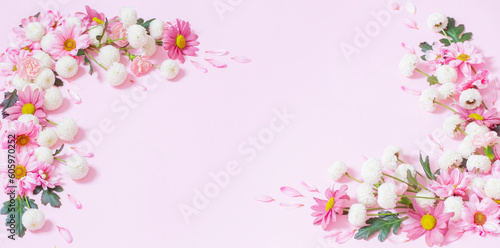 pink  and white chrysanthemums on pink background  background © Maya Kruchancova