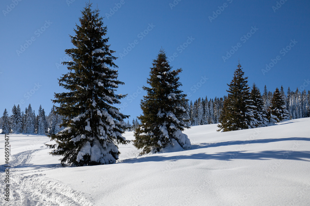 Paltinis Sibiu winter Romania Transylvania
Paltinis Sibiu winter Romania Transylvania