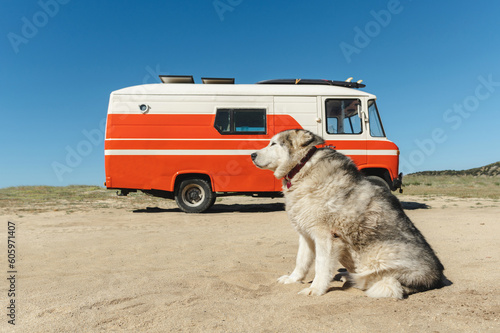Side view of cute fluffy Alaskan Malamute dog sitting on sandy beach near parked retro camper van against cloudless blue sky in sunlight