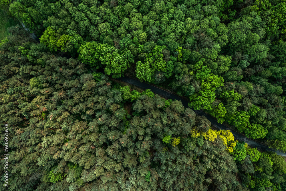 Aerial drone view of road trough green lush forest