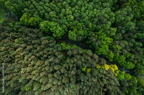 Aerial drone view of road trough green lush forest