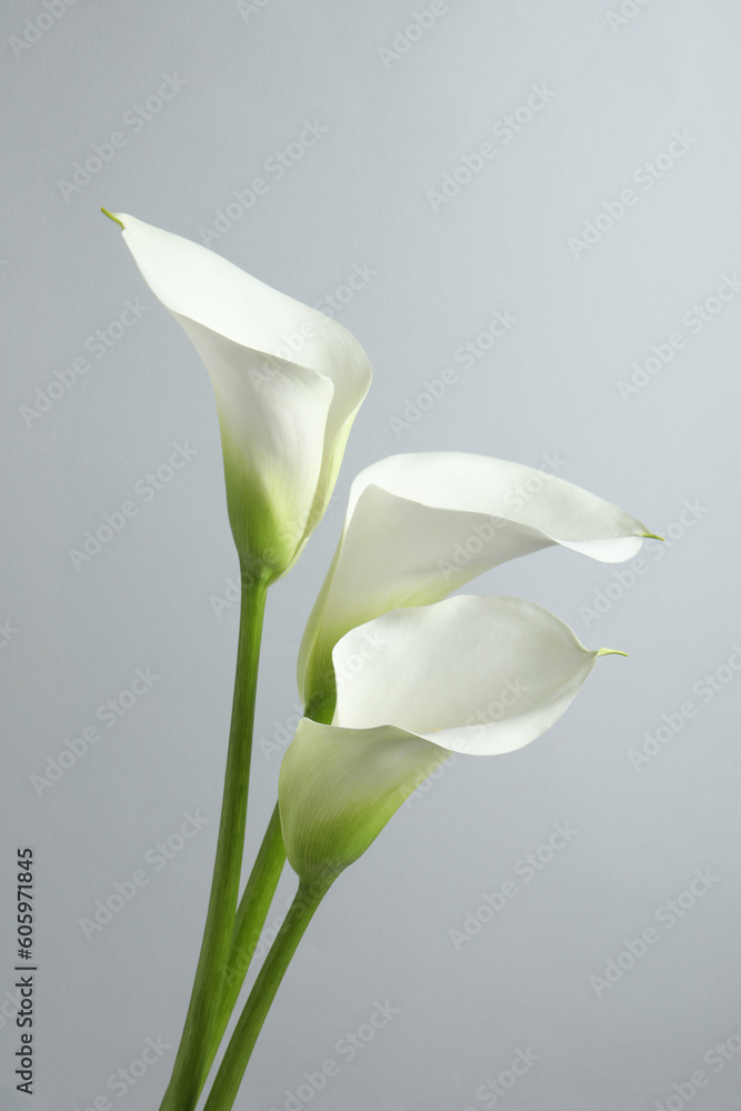 Beautiful calla lily flowers on white background Beautiful calla lily flowers on white background