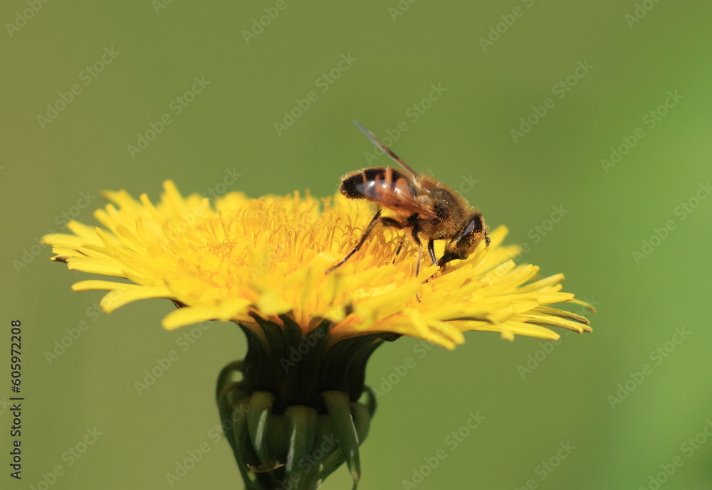 Bee on the yellow dandelion flower, natural pollination Bee on the yellow dandelion flower, natural pollination