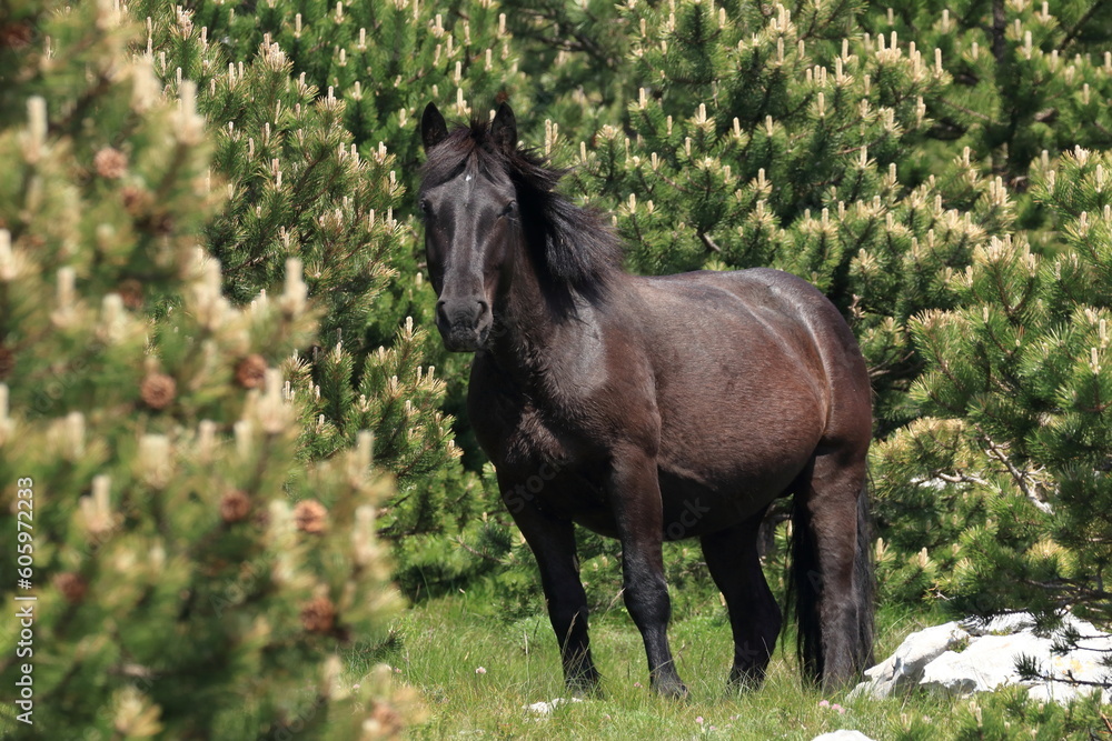 Obraz premium Black horse, threatening pose, lieder and guard of the herd