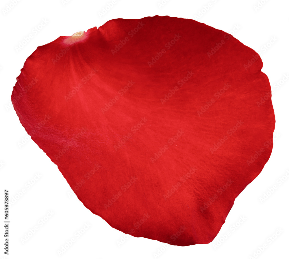 Rose isolated on white background, full depth of field Rose isolated on white background, full depth of field