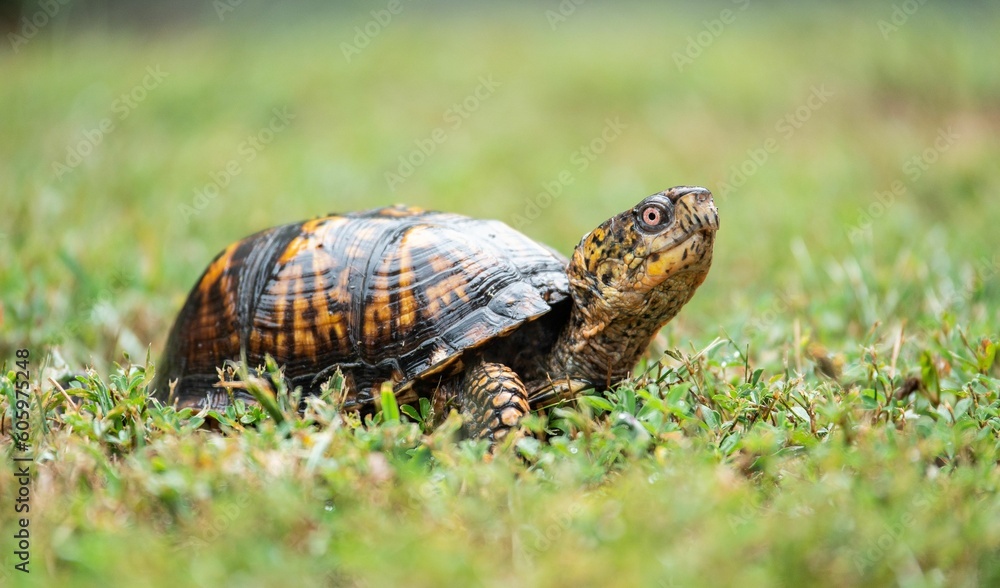Selective focus shot of a tortoise crawling on the green grass Selective focus shot of a tortoise crawling on the green grass