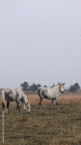 Horses grazing on a hill