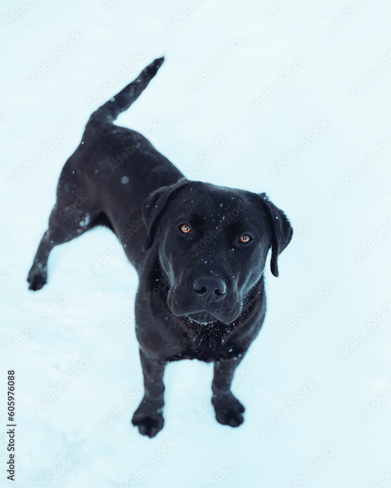 Vertical top view of a black Labrador Retriever portrait on a snowy ground with snowflakes on it Vertical top view of a black Labrador Retriever portrait on a snowy ground with snowflakes on it