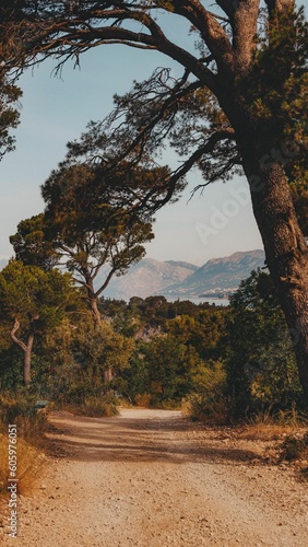 Vertical of a dusty forest trail surrounded by leafy trees