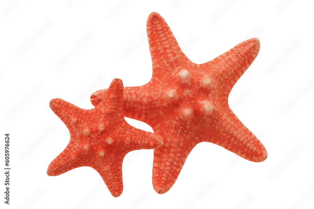Two red starfish isolated on transparency png file with copy space Two red starfish isolated on transparency png file with copy space