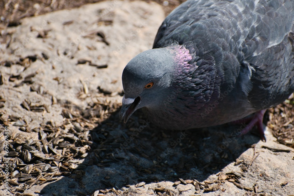 Fototapeta premium Closeup of pigeon eating seeds