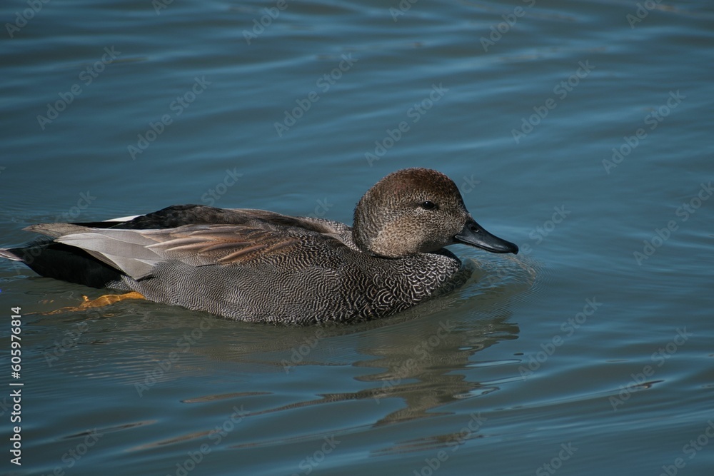 Duck swimming in water Duck swimming in water