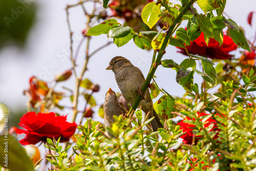 Foto House sparrow chick fledgling with its mother Passer domesticus under shade of leaves in rose bush on sunny day