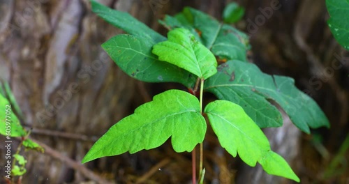 Wallpaper Mural Poison Ivy Toxicodendron radicans leaf up close. Camera is static. Plant is growing on a tree. Torontodigital.ca