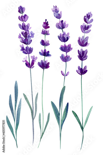 Lavender flowers  violet lavender flower  leaves on an isolated white background  watercolor illustration  hand drawing