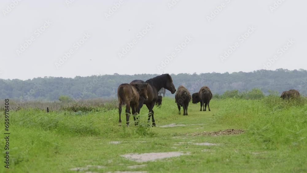 Spanish Wild Horses horsing around in Paynes Prairie Preserve Spanish Wild Horses horsing around in Paynes Prairie Preserve