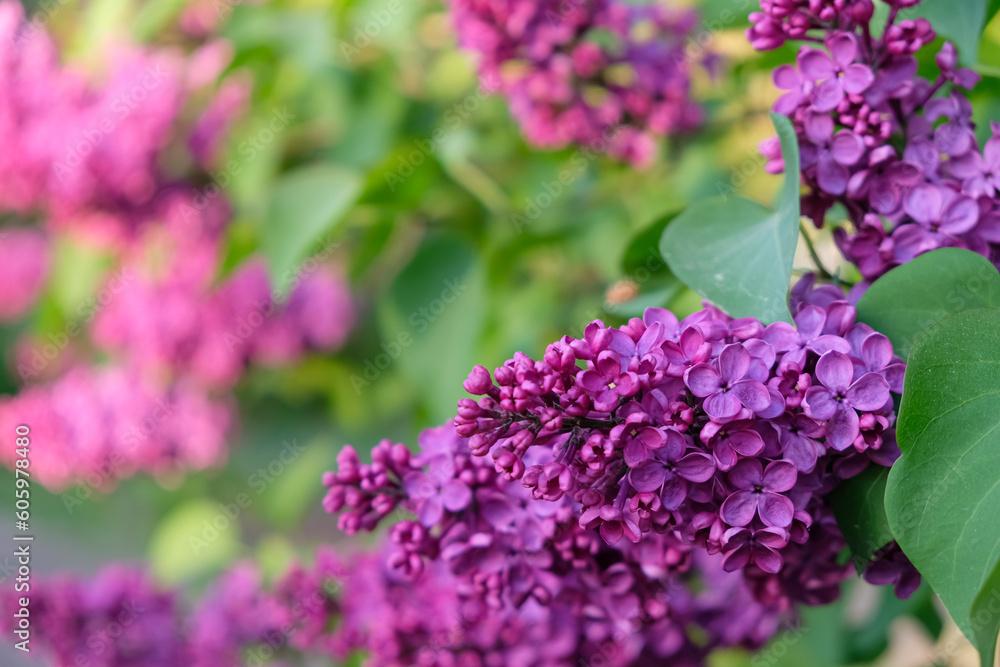 Lilac flowering. Sunlight. Copy space. Lilac flowering. Sunlight. Copy space.