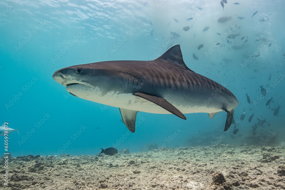 Tiger shark in the ocean Tiger shark in the ocean