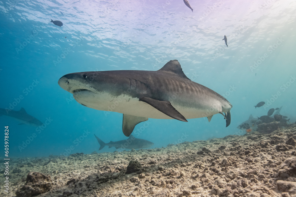 Obraz premium Tiger shark in the ocean