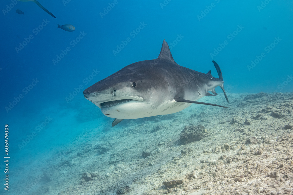 Fototapeta premium Tiger shark in the ocean
