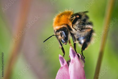 Nahmaufnahme einer Hummel auf einer Blüte