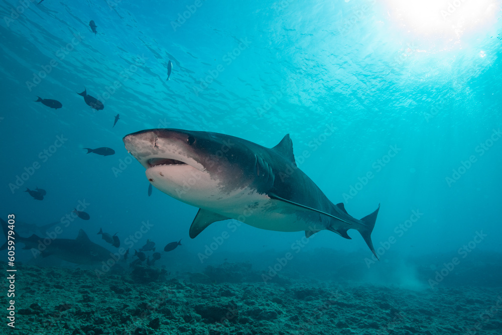 Obraz premium Tiger shark in the ocean