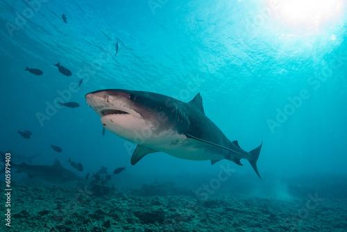 Tiger shark in the ocean © Stanislav