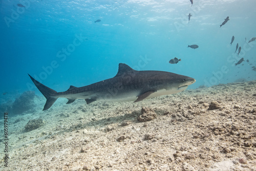 Tiger shark in the ocean