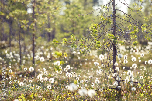 Forest swamp background with pine and cottongrass selective focus. photo