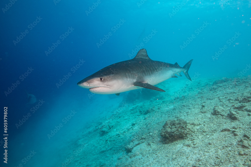 Fototapeta premium Tiger shark in the ocean