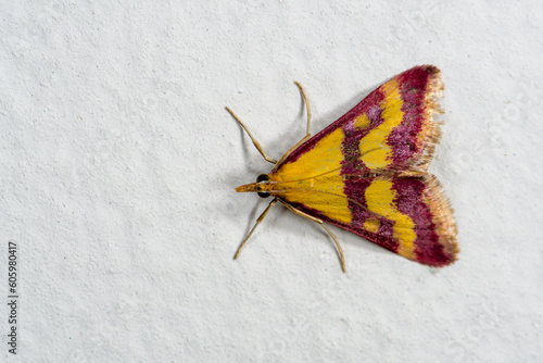 Top view of moth, Pyrausta sanguinalis, scarce crimson and gold.