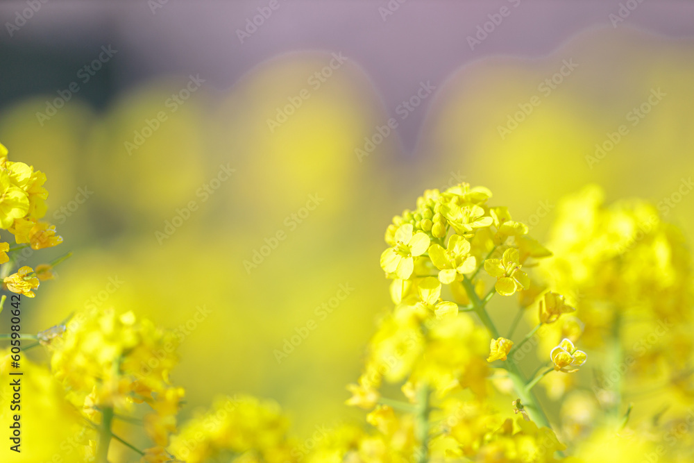 Fototapeta premium 菜の花のクローズアップ