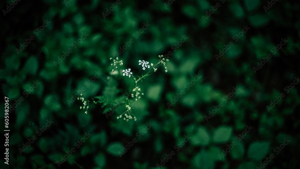 Closeup of Physospermum against the green blurry foliage. Closeup of Physospermum against the green blurry foliage.