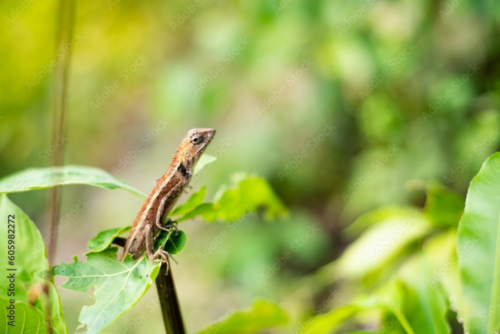 Closeup image of a lizard standing on the green leaf in the blurred garden background. Closeup image of a lizard standing on the green leaf in the blurred garden background.