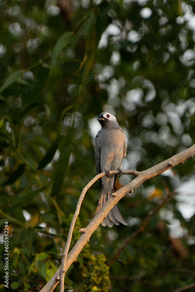 Chinese White-Faced Ashy Drongo (Dicrurus leucophaeus ssp. leucogenis) perched on branch at sunset Chinese White-Faced Ashy Drongo (Dicrurus leucophaeus ssp. leucogenis) perched on branch at sunset
